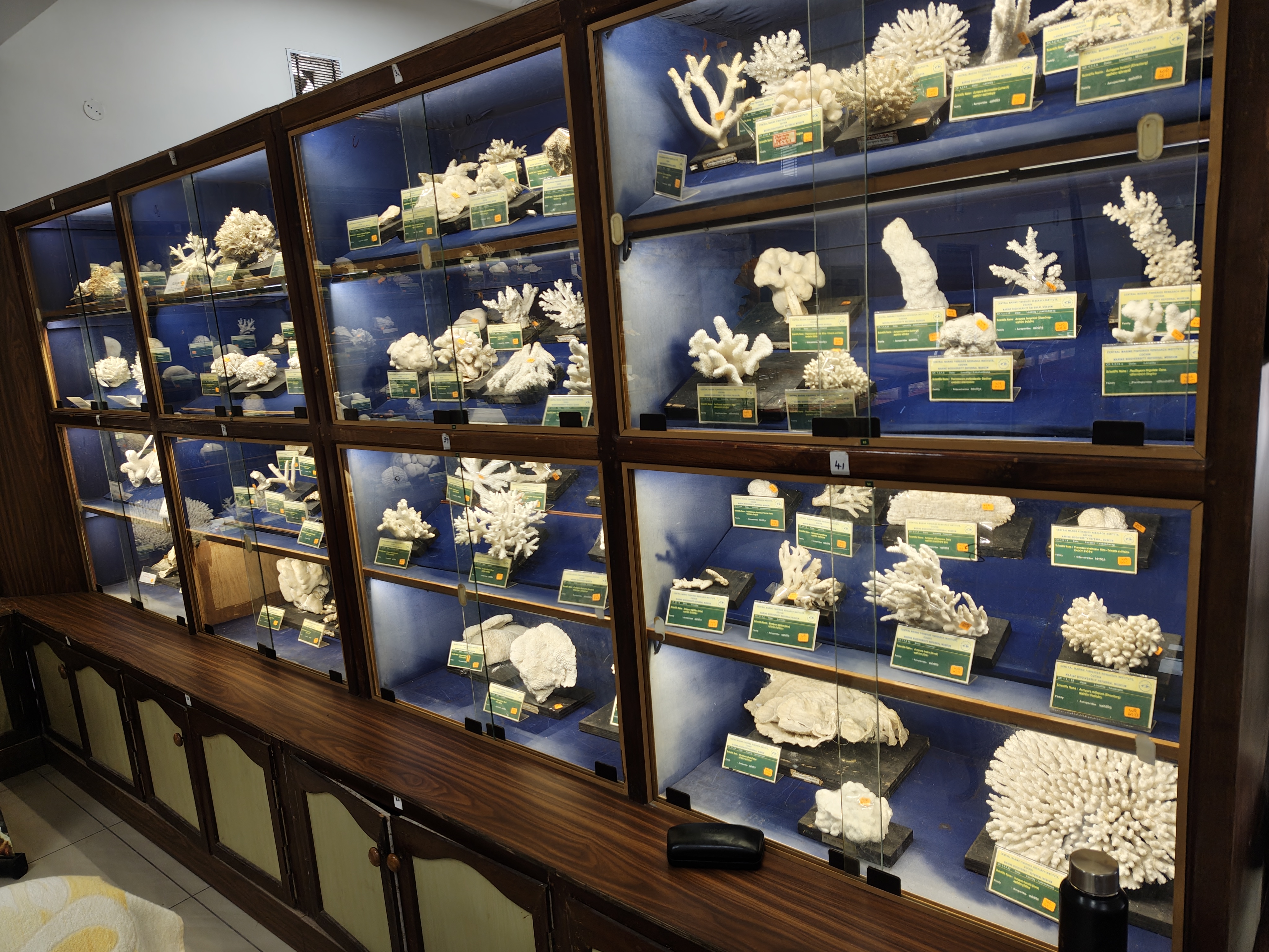 Coral Collections