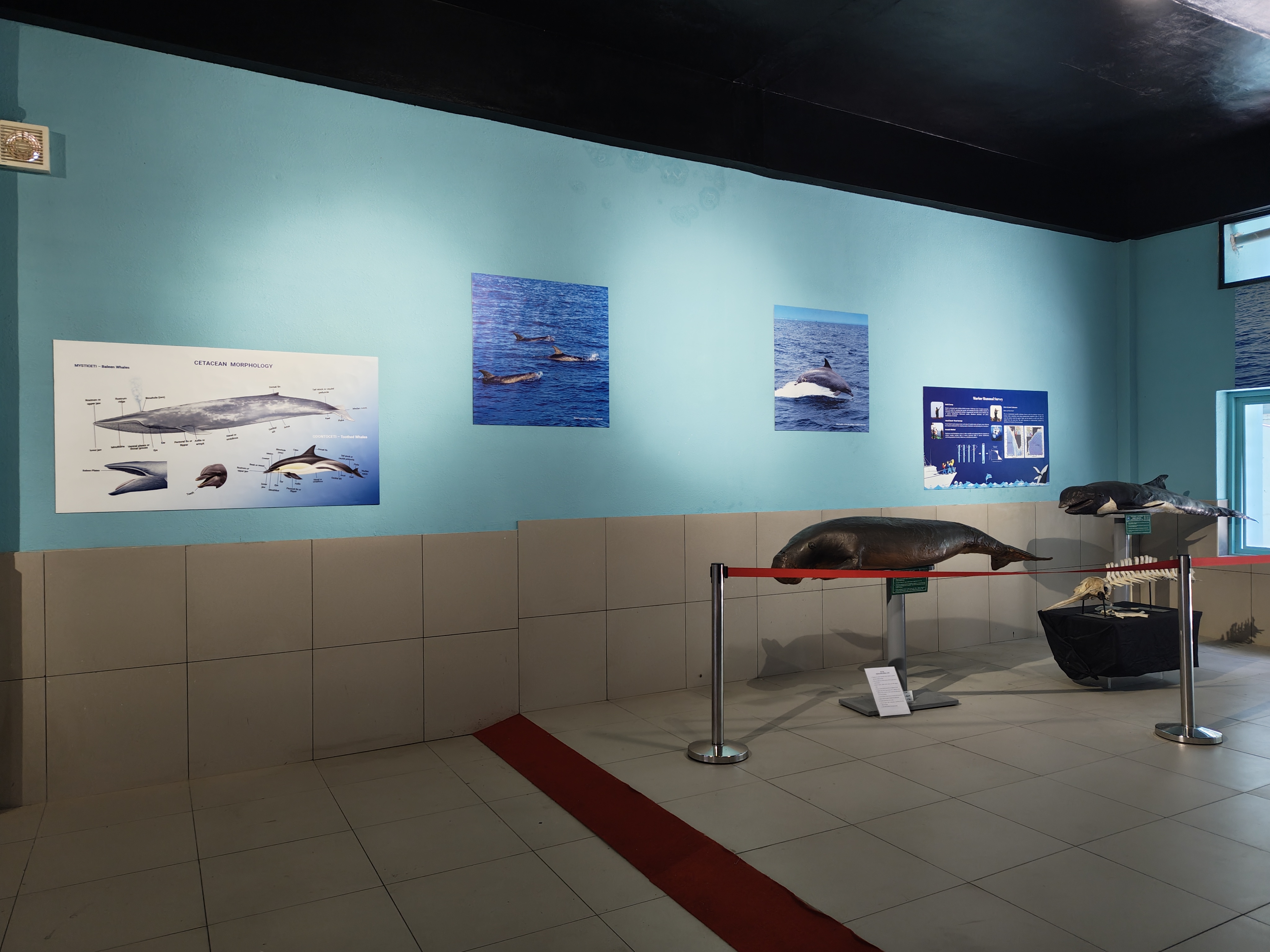 Display of other marine mammals