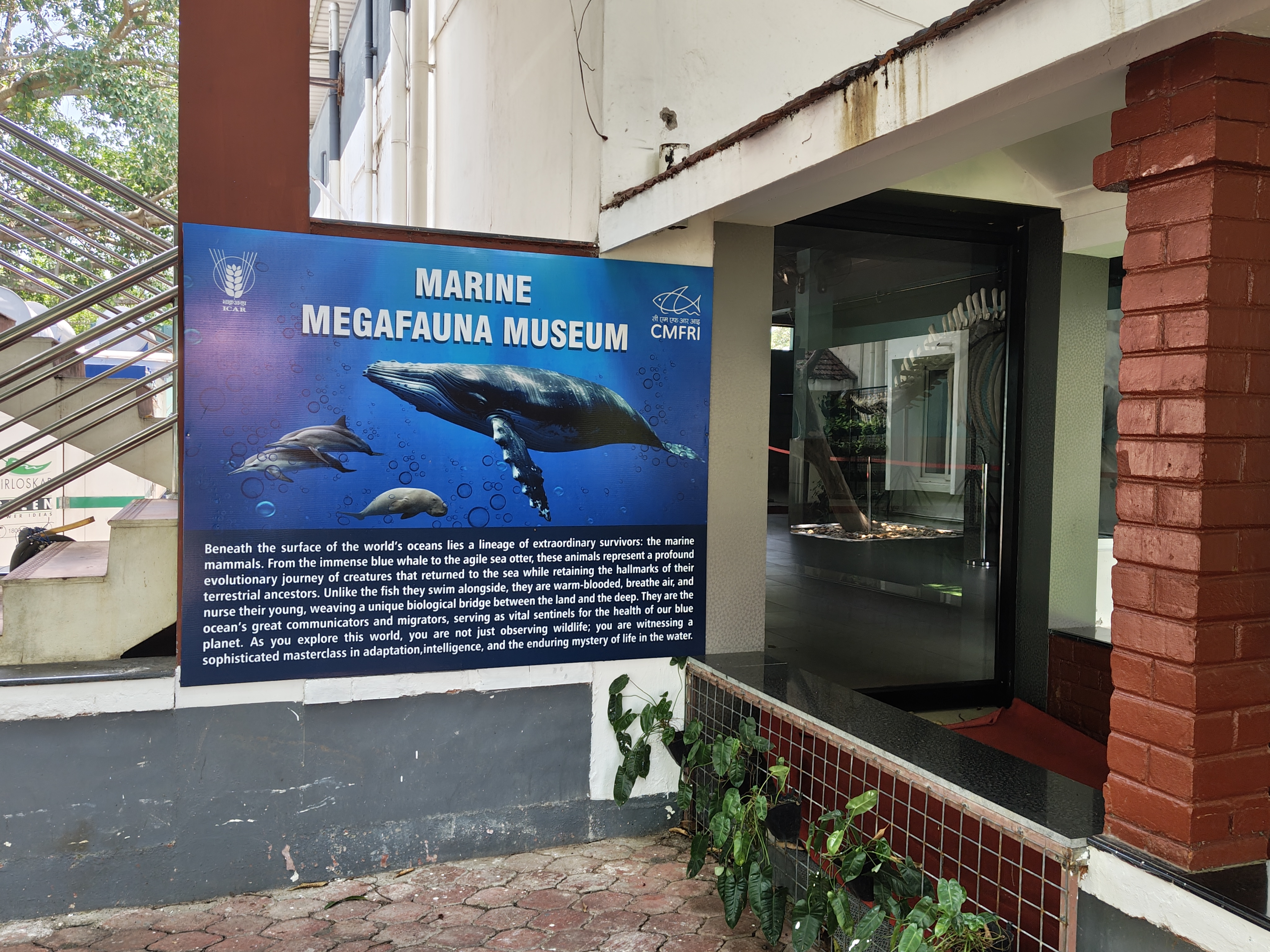 Marine Megafauna Museum Overview