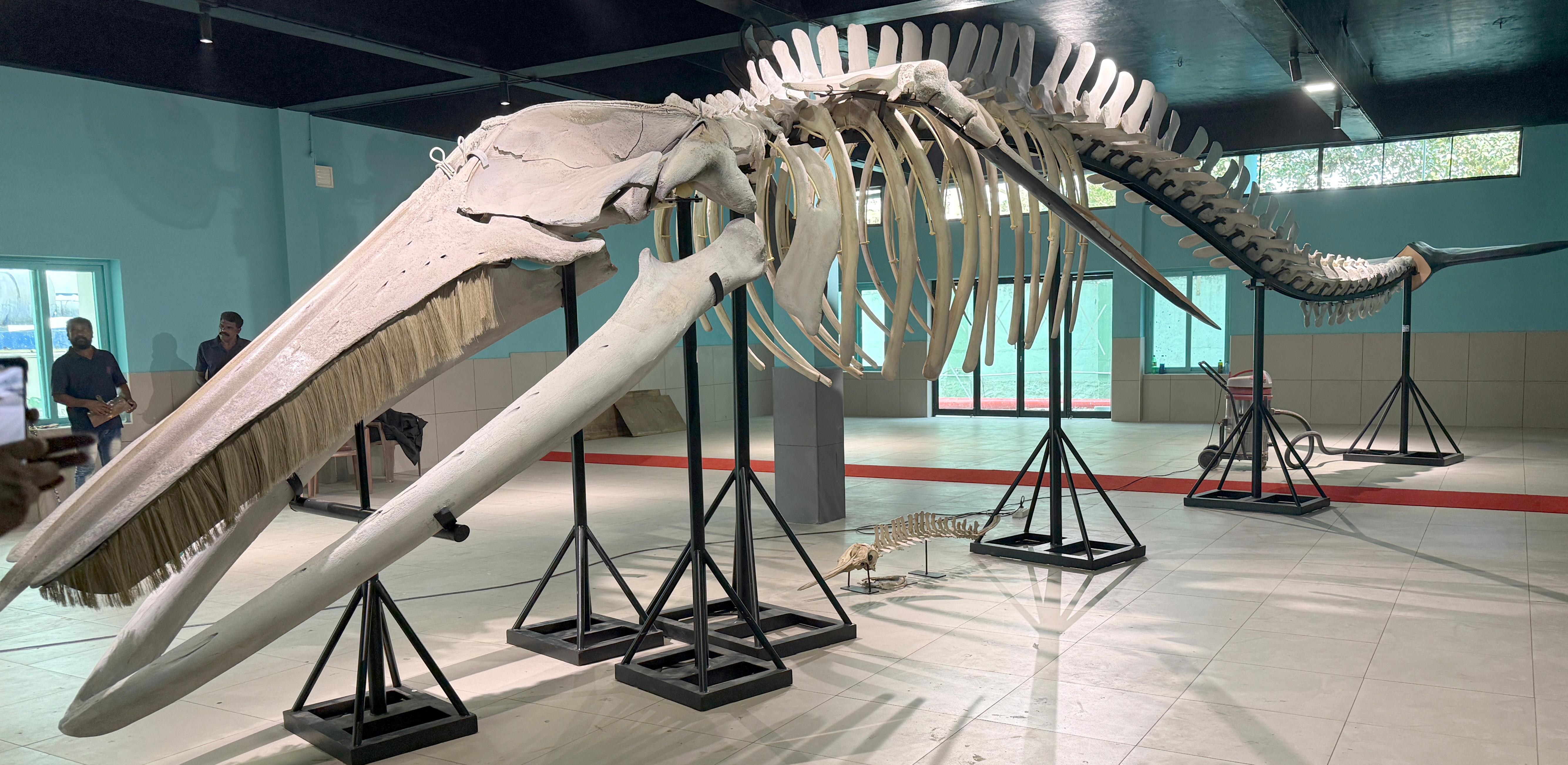 Skeleton of Bryde's whale